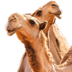 شامبوهات للإبل